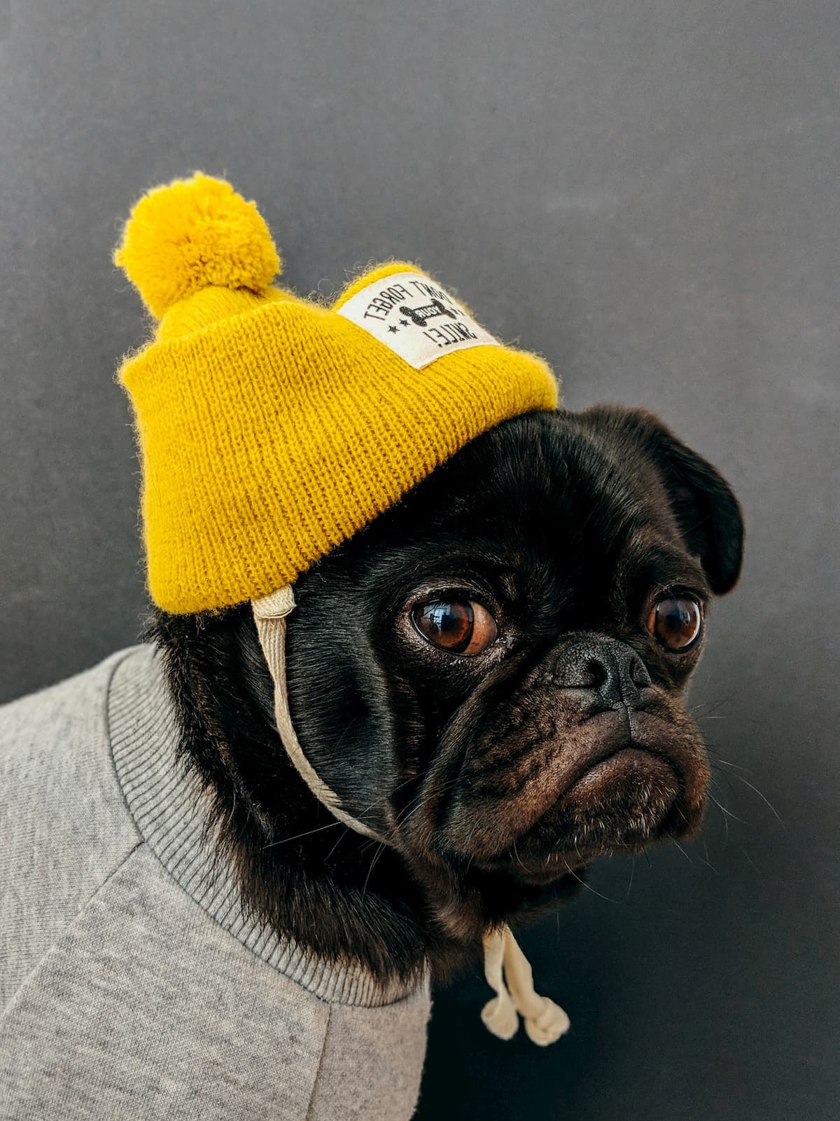 Logo do InstaDogs